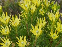 Leucadendron xanthoconus female flowerheads
